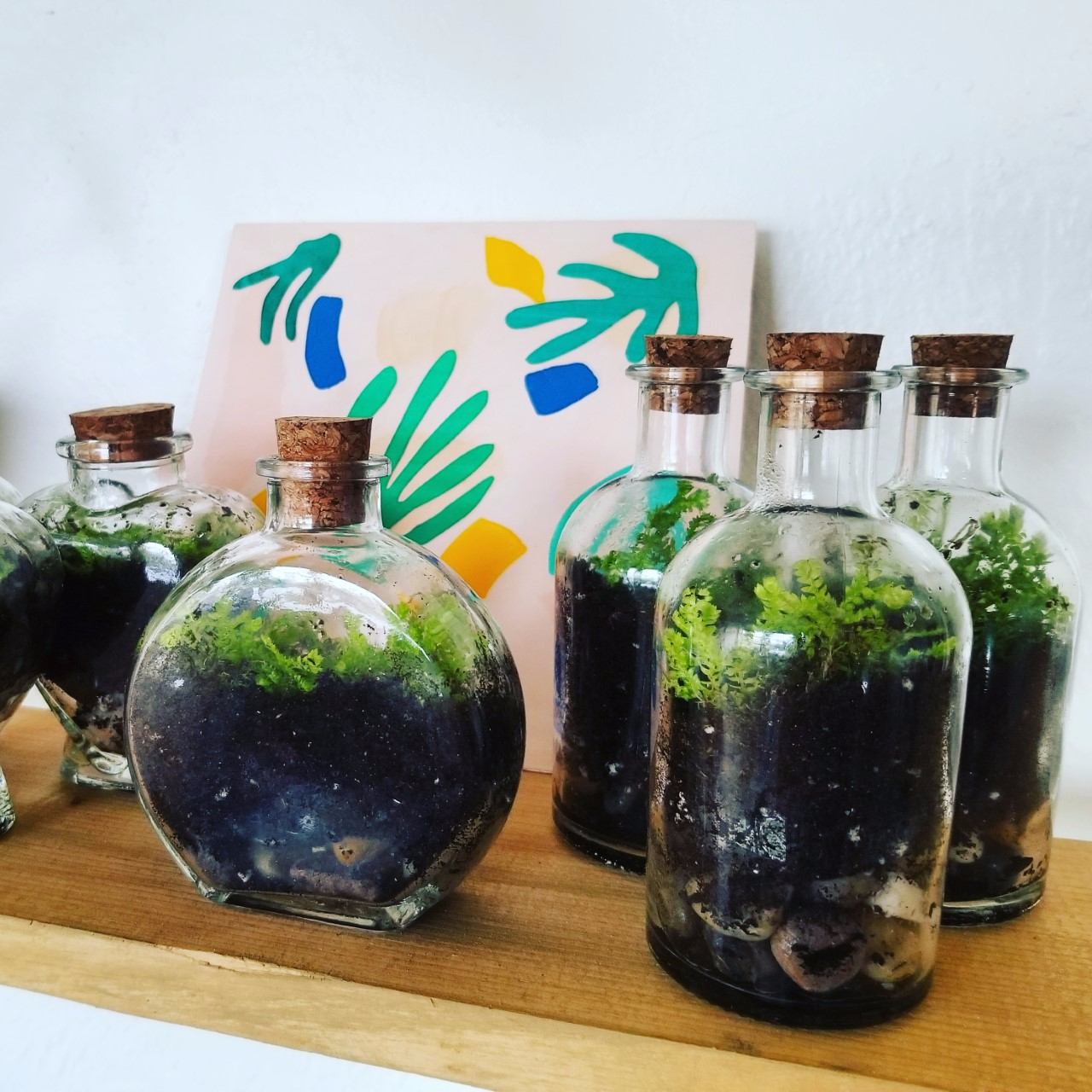bottle terrariums