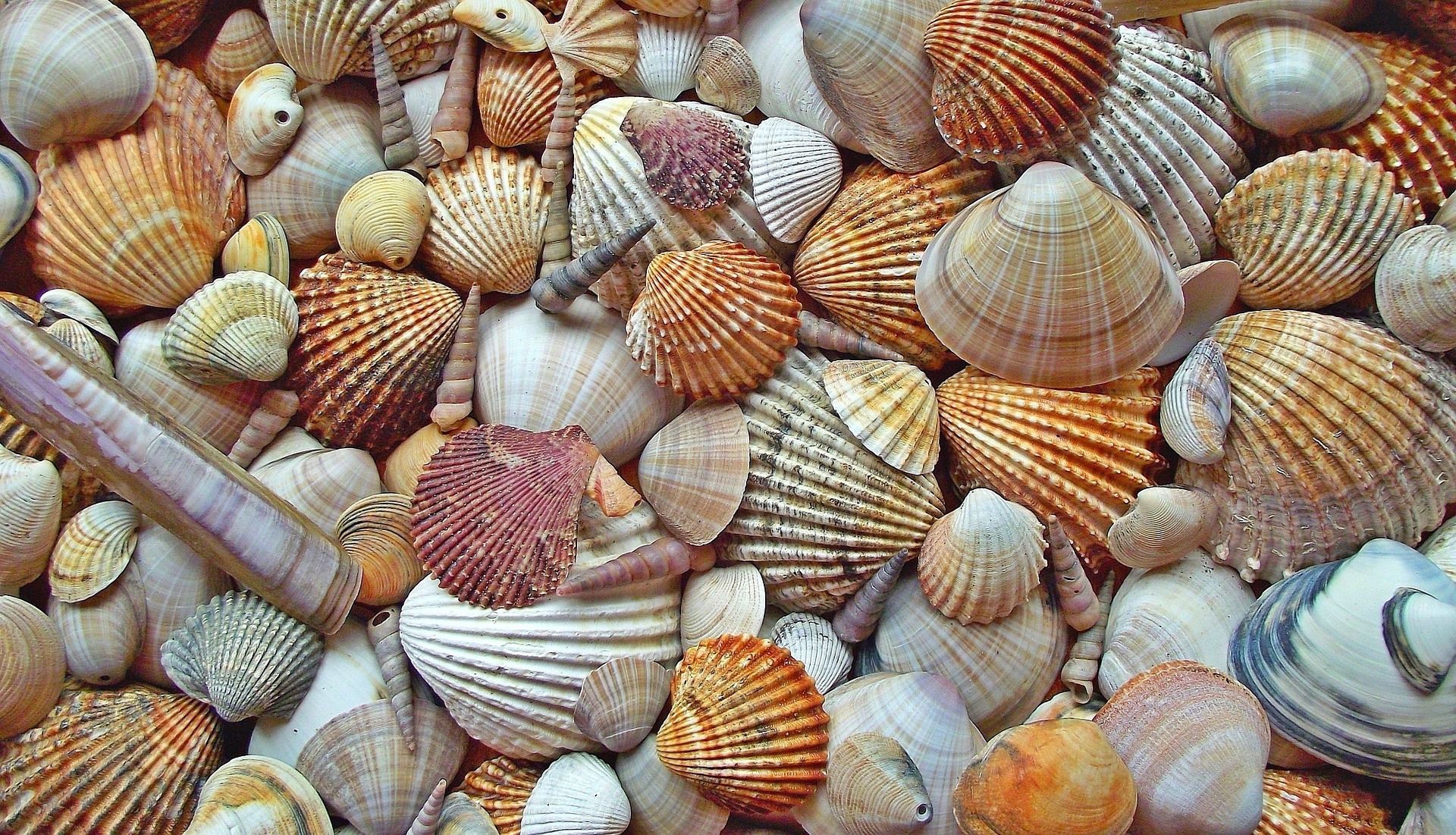 photos of seashell