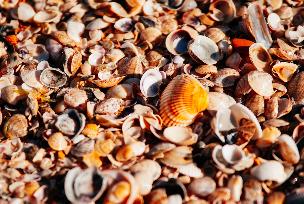orange seashells