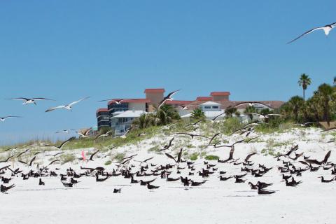 Black Skimmer Colony in Redington Shores Photo: Abby McKay/Audubon Florida 