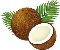 coconut illustration