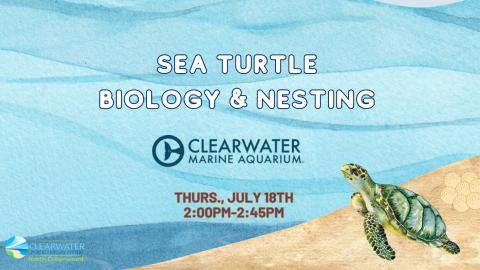 Sea Turtle Biology & Nesting 