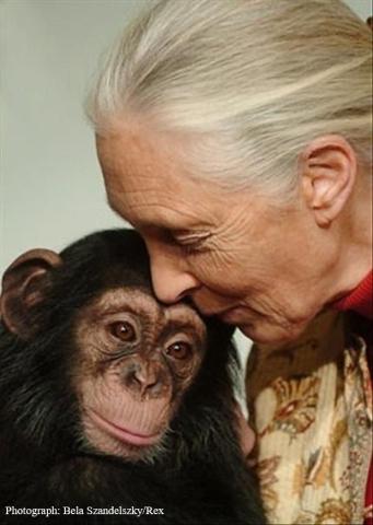 Photograph of Jane Goodall with young chimp... Photograph by Bela Szandelszky/Rex