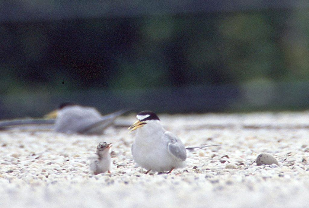 Shorebirds