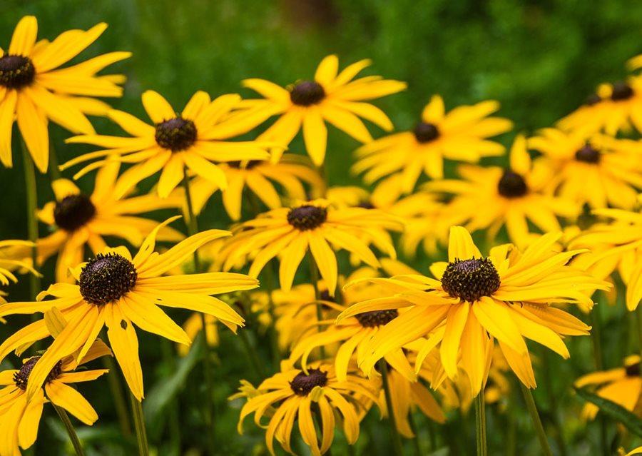 Black Eyed Susan Flowers