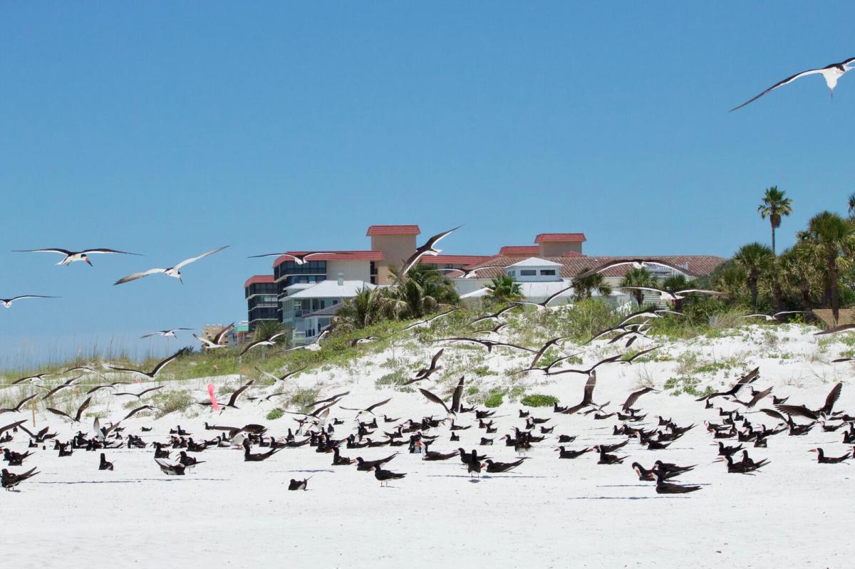 Black Skimmer Colony in Redington Shores Photo: Abby McKay/Audubon Florida 