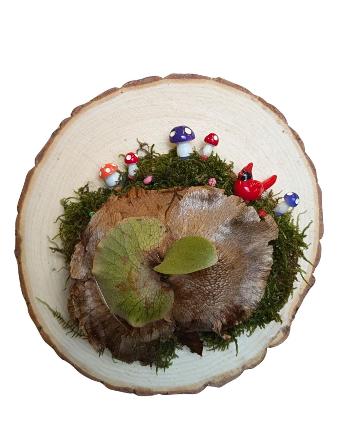 Staghorn fern example