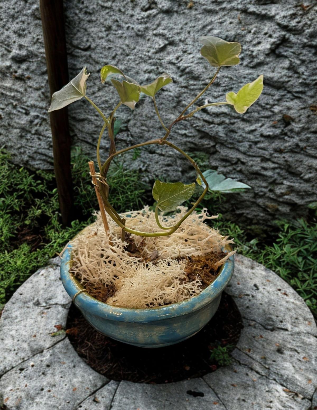 Bonsai February program